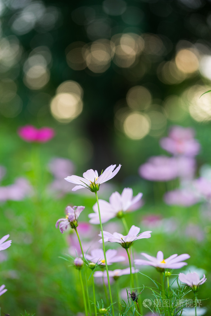 小雏菊特写