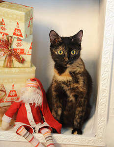 在新的一年的内部与圣诞礼品和玩具圣诞老人壁炉里的斑叶的玳瑁猫