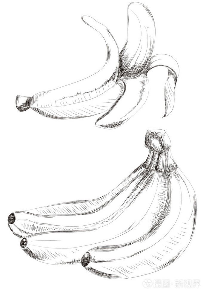 香蕉素描手绘