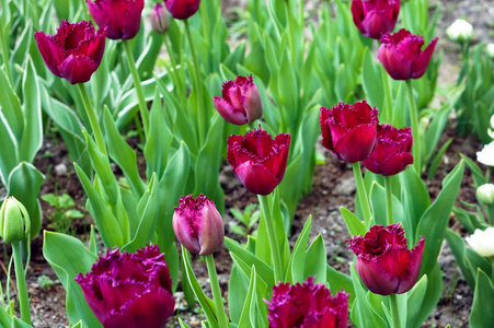 春天的花朵芬芳, 红色的天鹅绒粉红色的郁金香