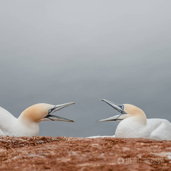 德国 Helgoland 岛两个野生塘鹅的争论