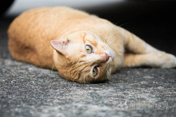 一只棕色可爱的猫