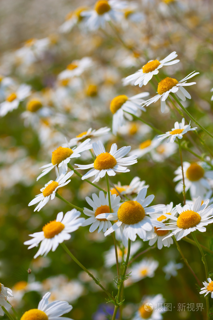 野生洋甘菊雏菊花jpg
