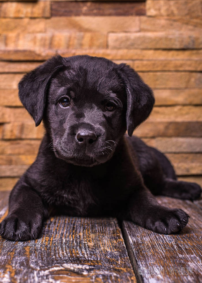 黑色拉布拉多猎犬小狗狗在木制的背景
