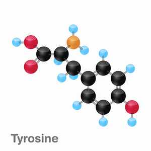 酪氨酸Tyr 的分子 omposition 和结构, 最好用于书本和教育