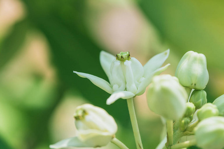 皇冠花或 Calotropis 柏