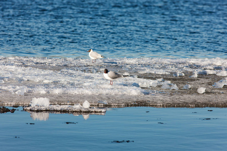 冰上的两只海鸥