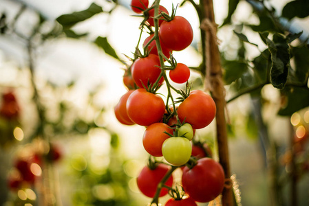 红熟樱桃西红柿在藤蔓上照片