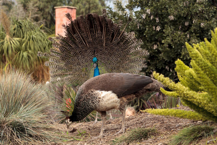 交配蓝色和绿色的雄孔雀的显示照片
