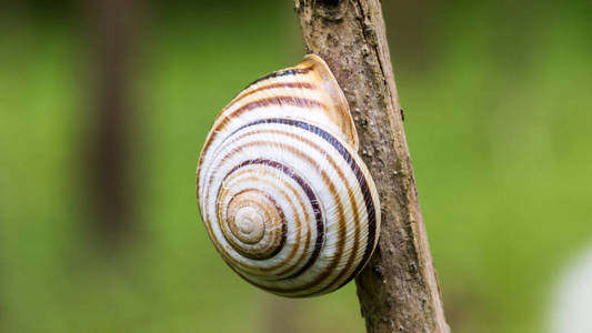 蜗牛的壳，在树枝上