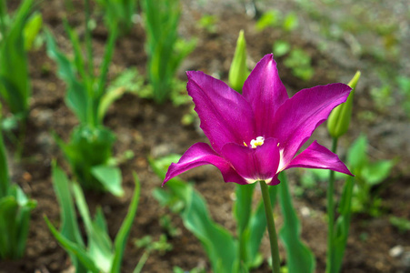 春花郁金香紫, 紫郁金香