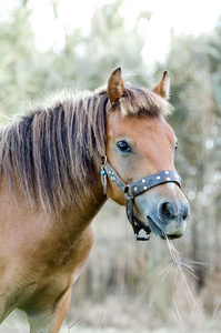 小身体, 希腊, Skyrian 马是世界上最稀有的马品种之一。Skyros 岛, 希腊