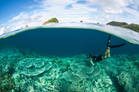 一个 snorkeler 探索一个浅, 健康的珊瑚礁在 Ampat 的蓬勃发展。由于海洋生物多样性, 这个热带地区被称为珊瑚三角