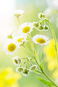 野生雏菊特写图片