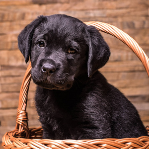 黑色拉布拉多猎犬小狗,狗在木制的背景帅有胡子的人在用桶木制浴缸