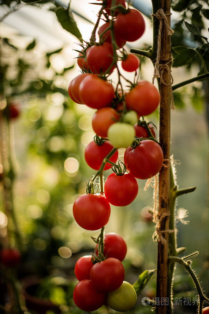 红熟樱桃西红柿在藤蔓上