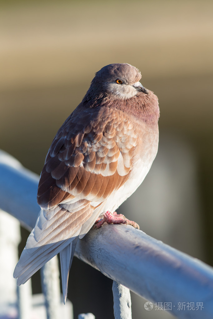 棕色的鸽子的肖像