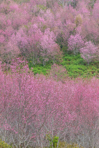 大老虎樱花, 樱花