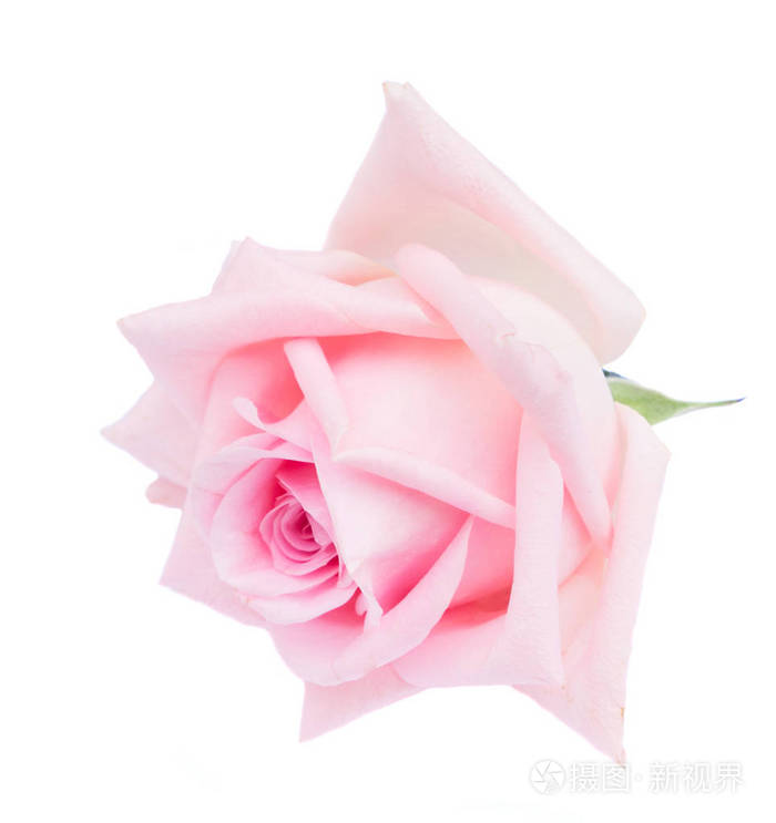 粉红盛开的玫瑰