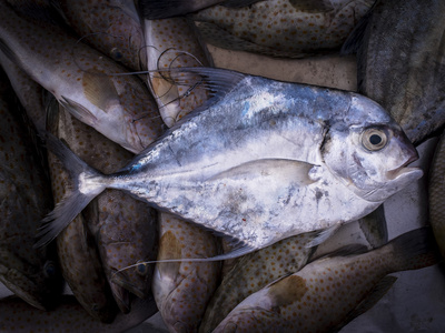 在市场的新鲜 Cobblerfish