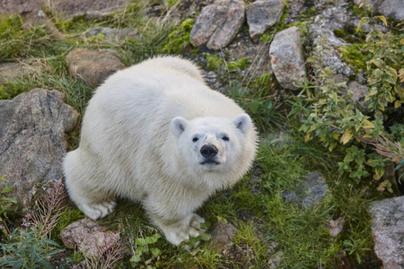 北极熊在荒野中。野生动物背景