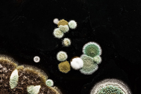 绿色黄色圆形霉菌在异质黑色表面, 宏观抽象背景