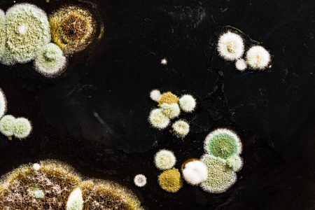 绿色黄色圆形霉菌在异质黑色表面, 宏观抽象背景