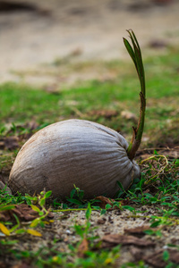 椰子树的芽菜