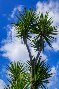 棕榈树的天空