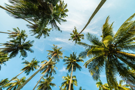 美丽的椰子棕榈树在蔚蓝的天空