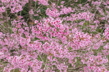 大老虎樱花, 樱花