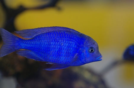 马拉维蓝色海豚观赏鱼照片