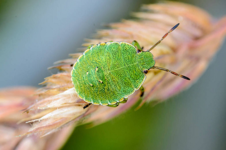 绿仙女虫, 贝壳上有黑点, 坐在一片草叶上。