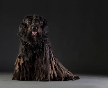 Bergamasco 牧羊犬肖像