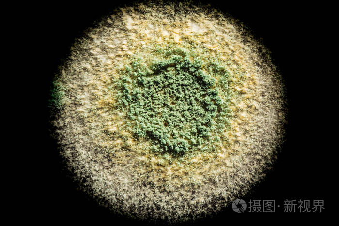 青黄色圆霉菌在黑色表面宏观抽象背景