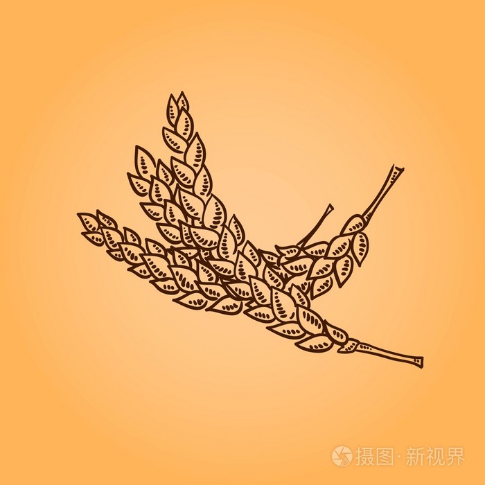 耳朵的小麦.雕刻复古插画.涂鸦风格插画-正版商用图片0gmsdz-摄图新视