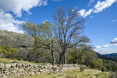 Guadarrama 山, El Boalo, 马德里, 西班牙的一堵石墙旁, 光秃秃的狭长的叶子灰树。