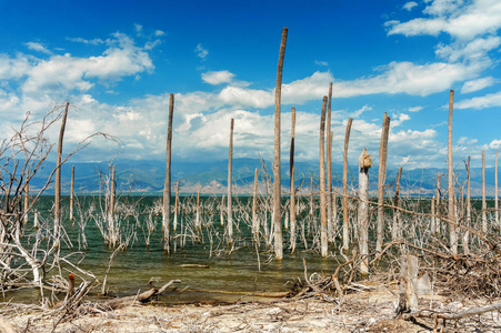 盐湖, 树木的树干没有叶子在水中, 湖恩里基洛