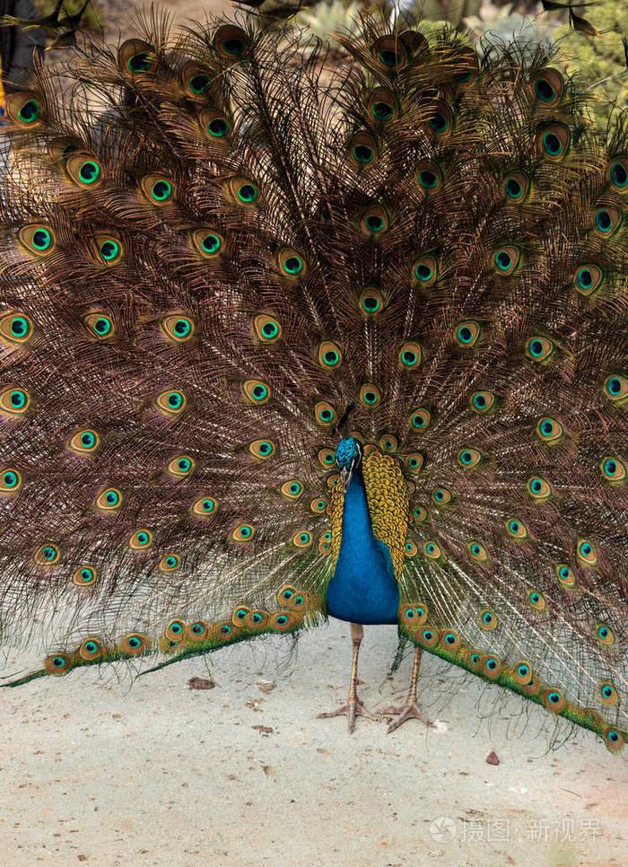 交配蓝色和绿色的雄孔雀的显示