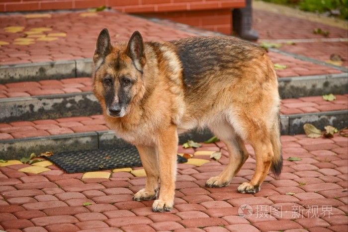 德国sheepherd视图