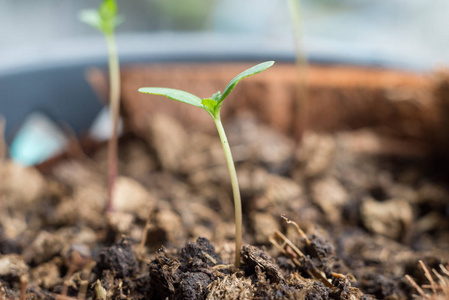 万寿菊的种子图片