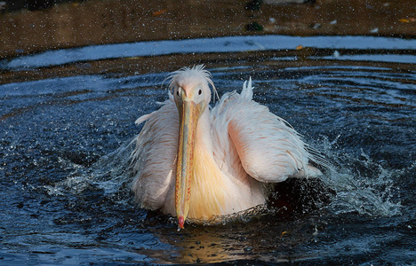 lat.pelecanus。 波尔