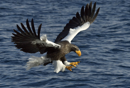 老鹰在海上飞的图片图片