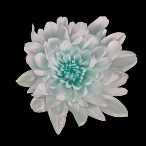青色花图片 青色花素材 青色花插画 摄图新视界 青色花图片 青色花素材 青色花插画 摄图新视界