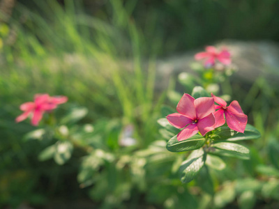 在粉红色的豆瓣上浇水, 阳光明媚的日子花园里的美丽花朵