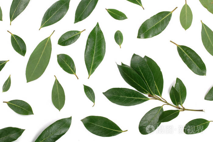 月桂树在白色背景上孤立 新鲜的月桂树叶 顶部视图 平躺花纹照片 正版商用图片0gn15r 摄图新视界 月桂树在白色背景上孤立 新鲜的月桂树叶 顶部视图 平躺花纹照片 正版商用图片0gn15r 摄图新视界