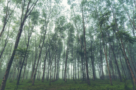 热带雨林中的热带树木, 老式过滤图像