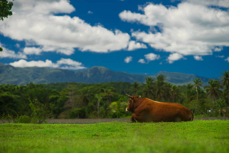 夏天阳光明媚的一天, 在山上放牧的褐色奶牛