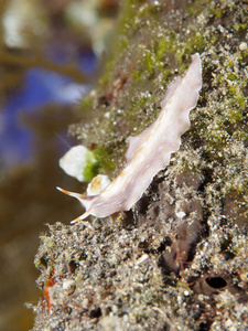 巴厘岛海的扁虫图片
