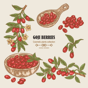 彩色素描枸杞.矢量插图照片